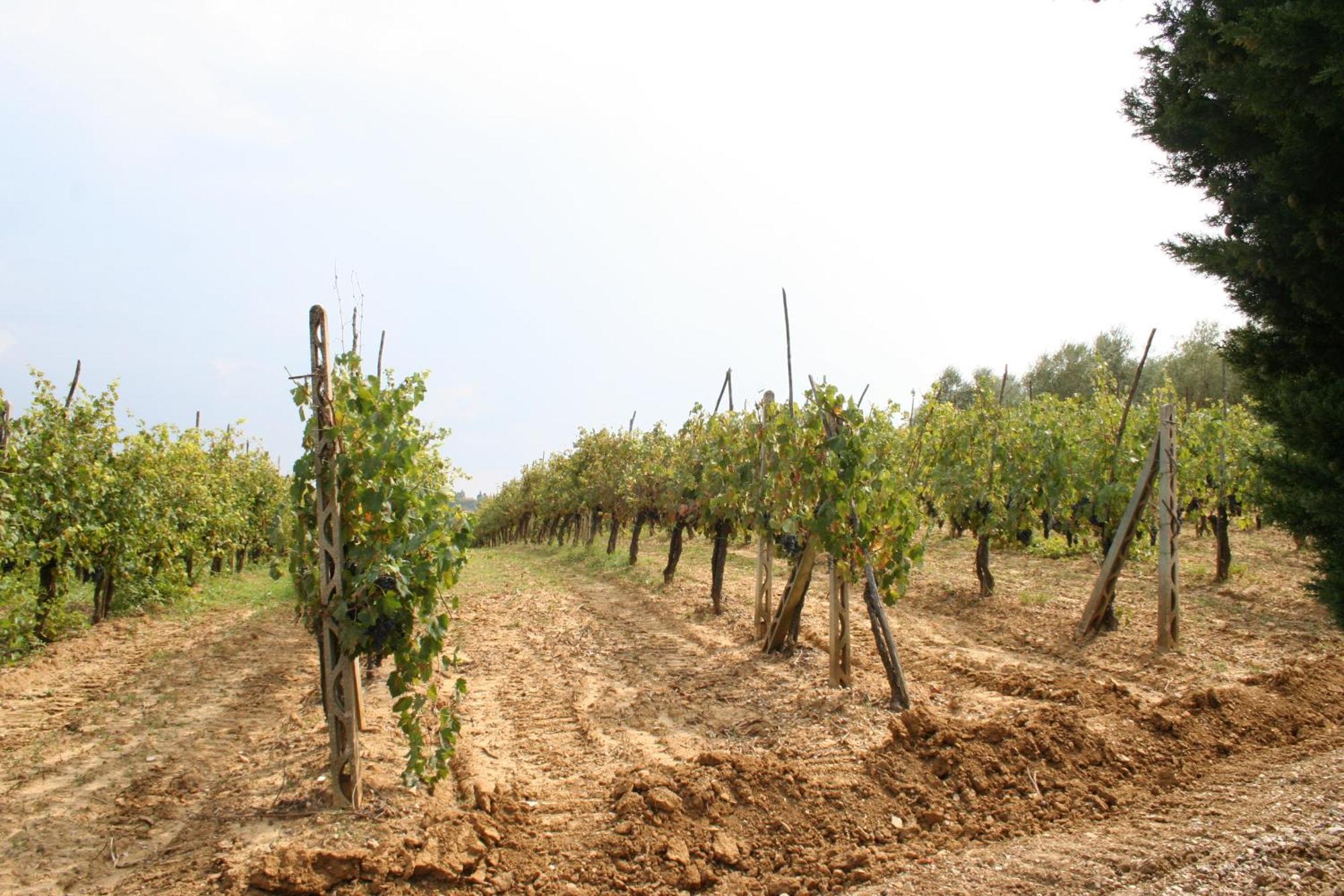 הוילה Valiano Agriturismo I Fuochi מראה חיצוני תמונה